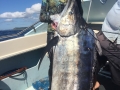 Black Marlin 1